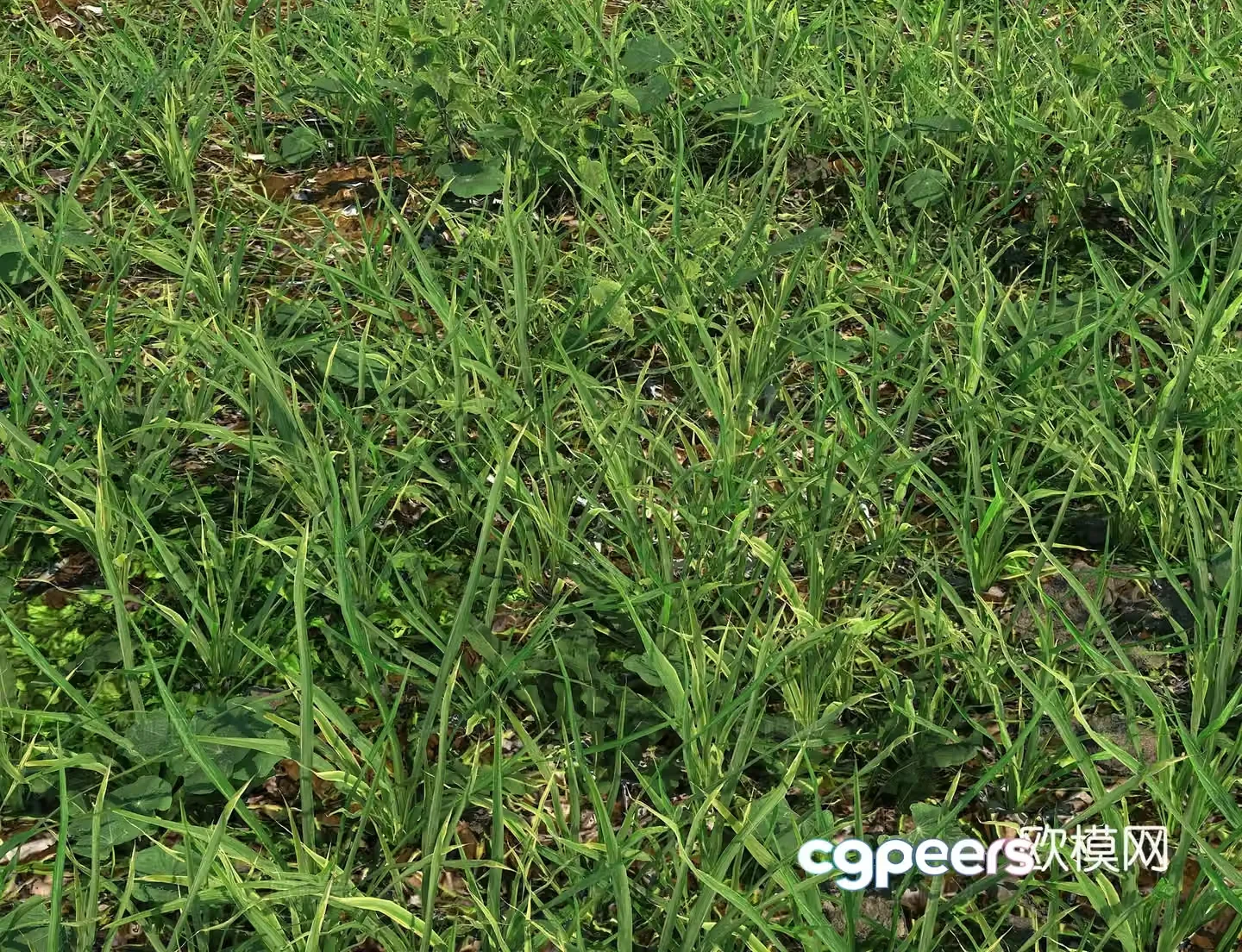 Realistic meadow meadow lawn turf weed manila grass real meadow 3d model