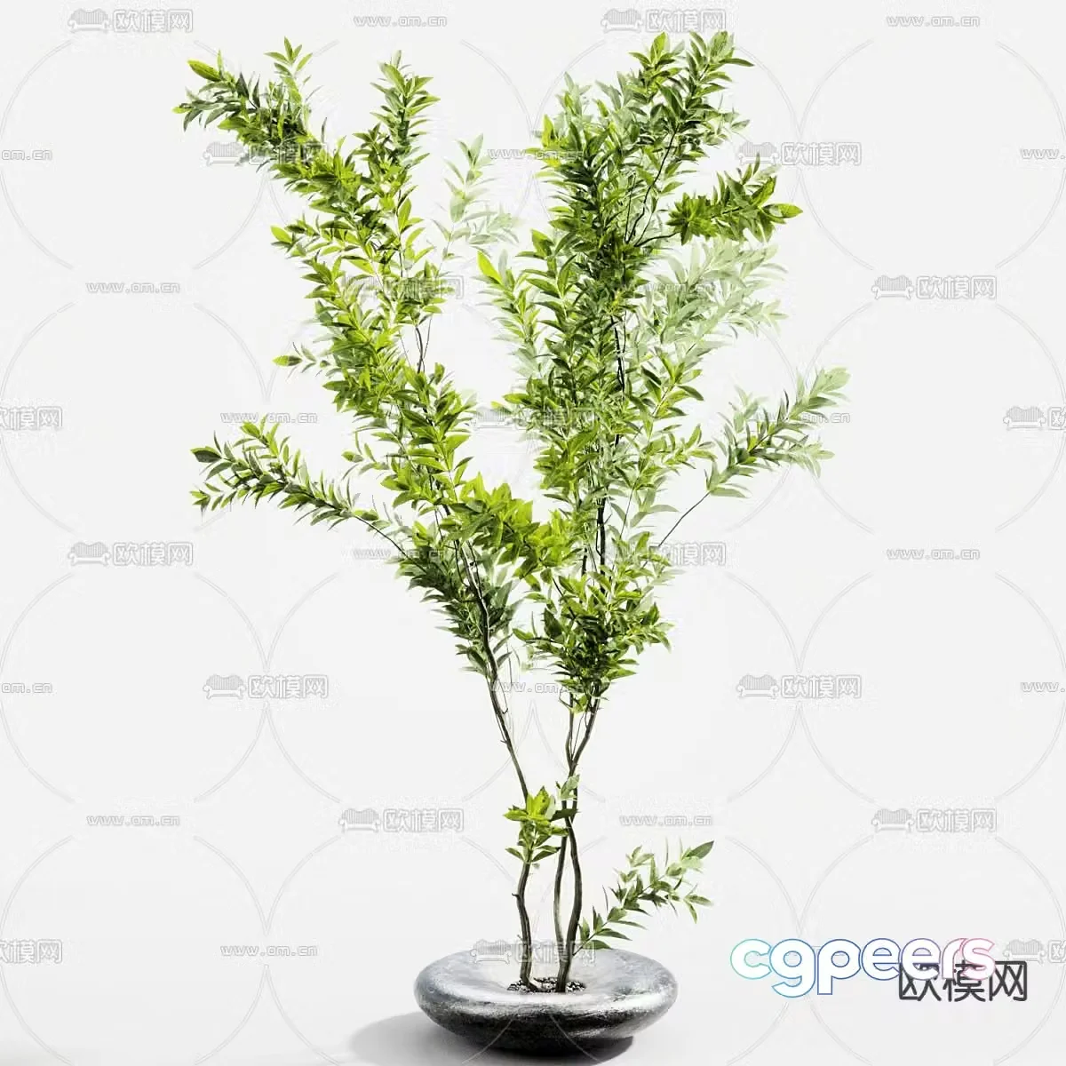 Plant potted green plant potted 3D model