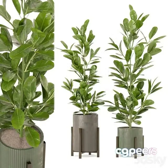 3ds Max Free – Indoor Plants Collection – Set 462