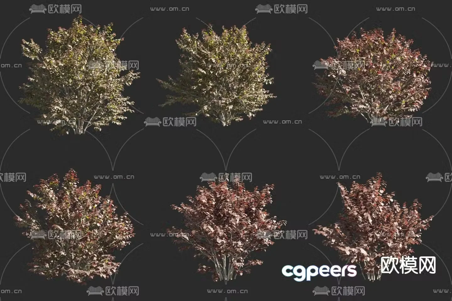 Purple leaf big fruit hazel purple leaf hazel shrub 3D model