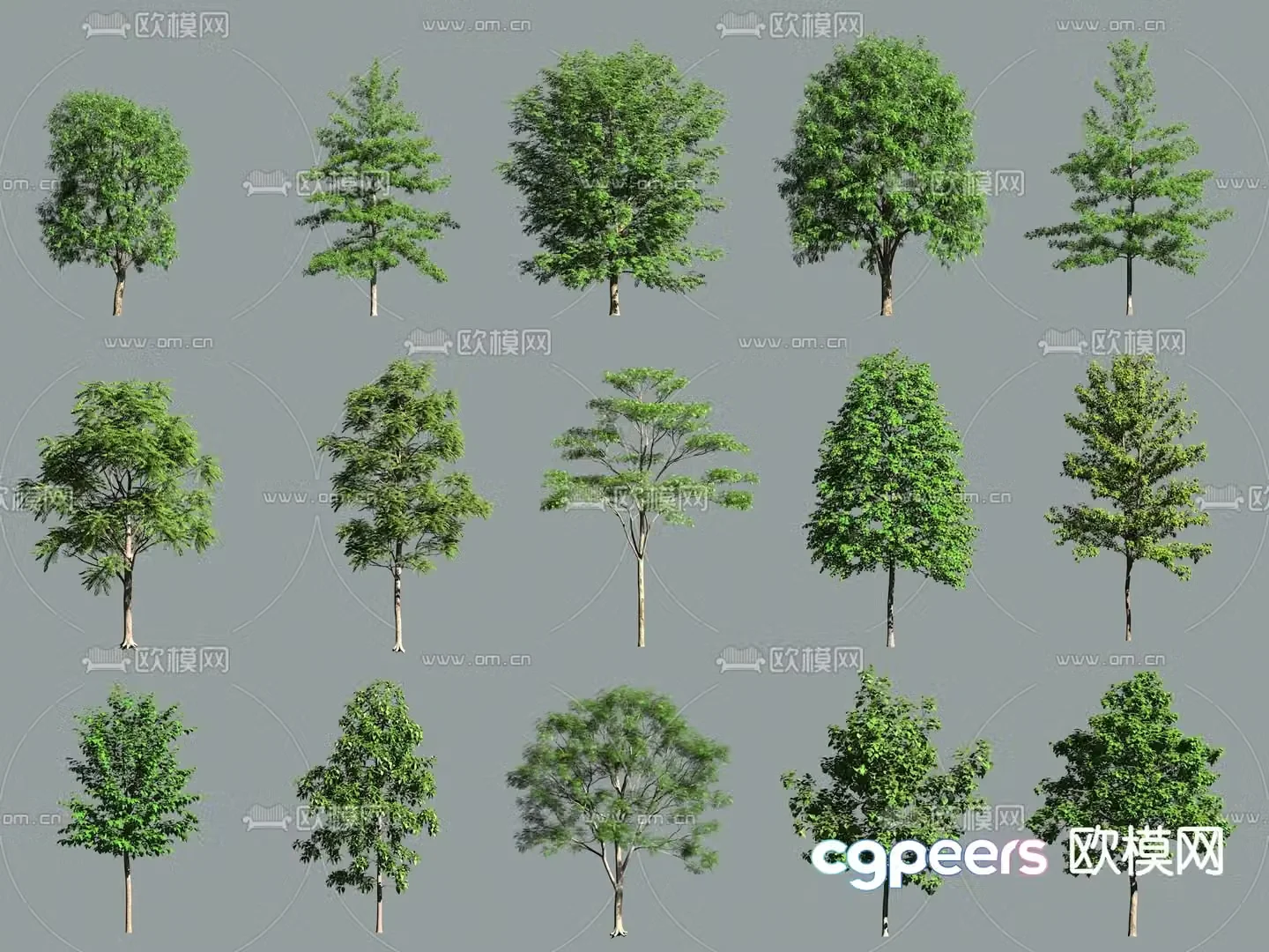 Small tree Landscape tree Street tree 3d model