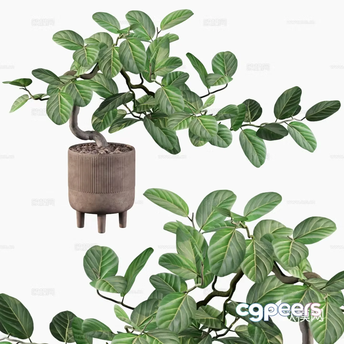 New Chinese green plant bonsai 3D model