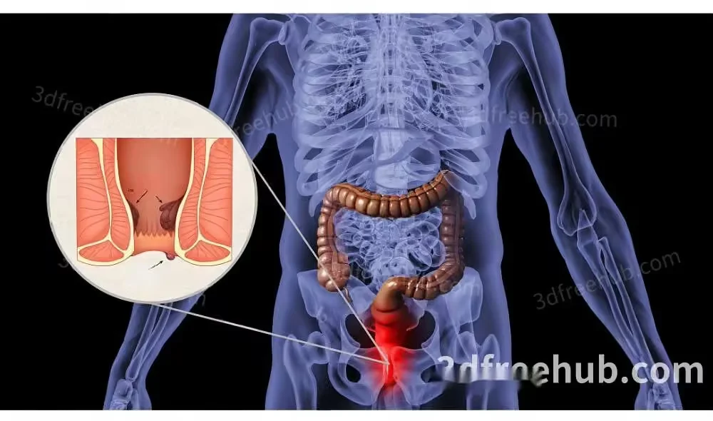 Human Body Diagram 3D Model – 21434 – VRAY Render