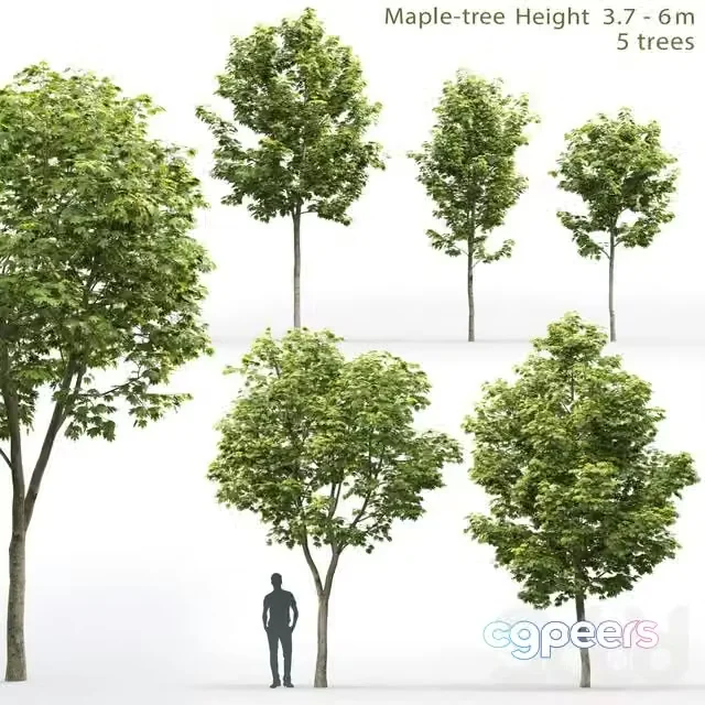 3ds Max Free – Maple 3,7-6 m