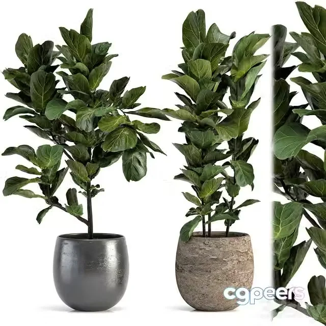3ds Max Free – Collection of plants-006