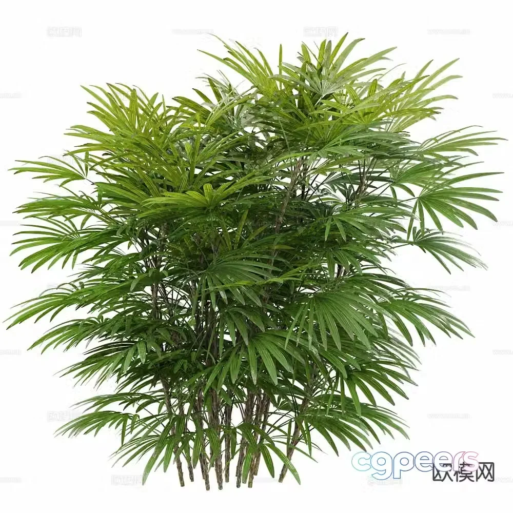 Bamboo Plant Green Plants Shrub 3D Model