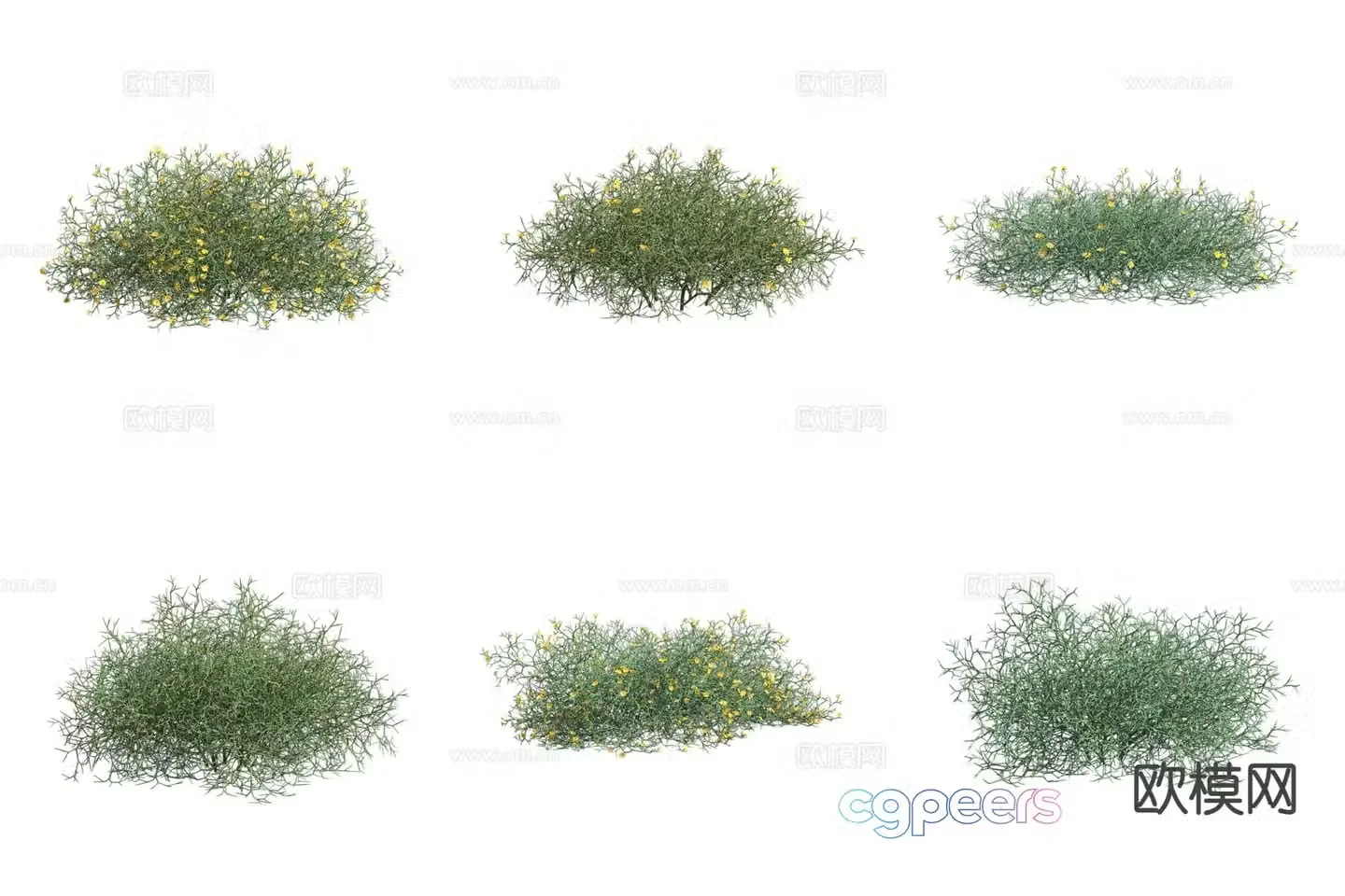 Hexi chrysanthemum shrub 3d model