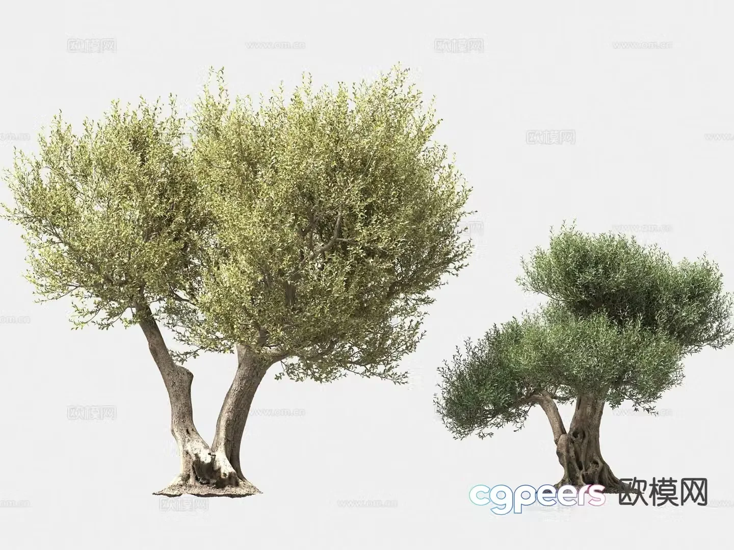 olive tree arbor trees lone tree 3d model