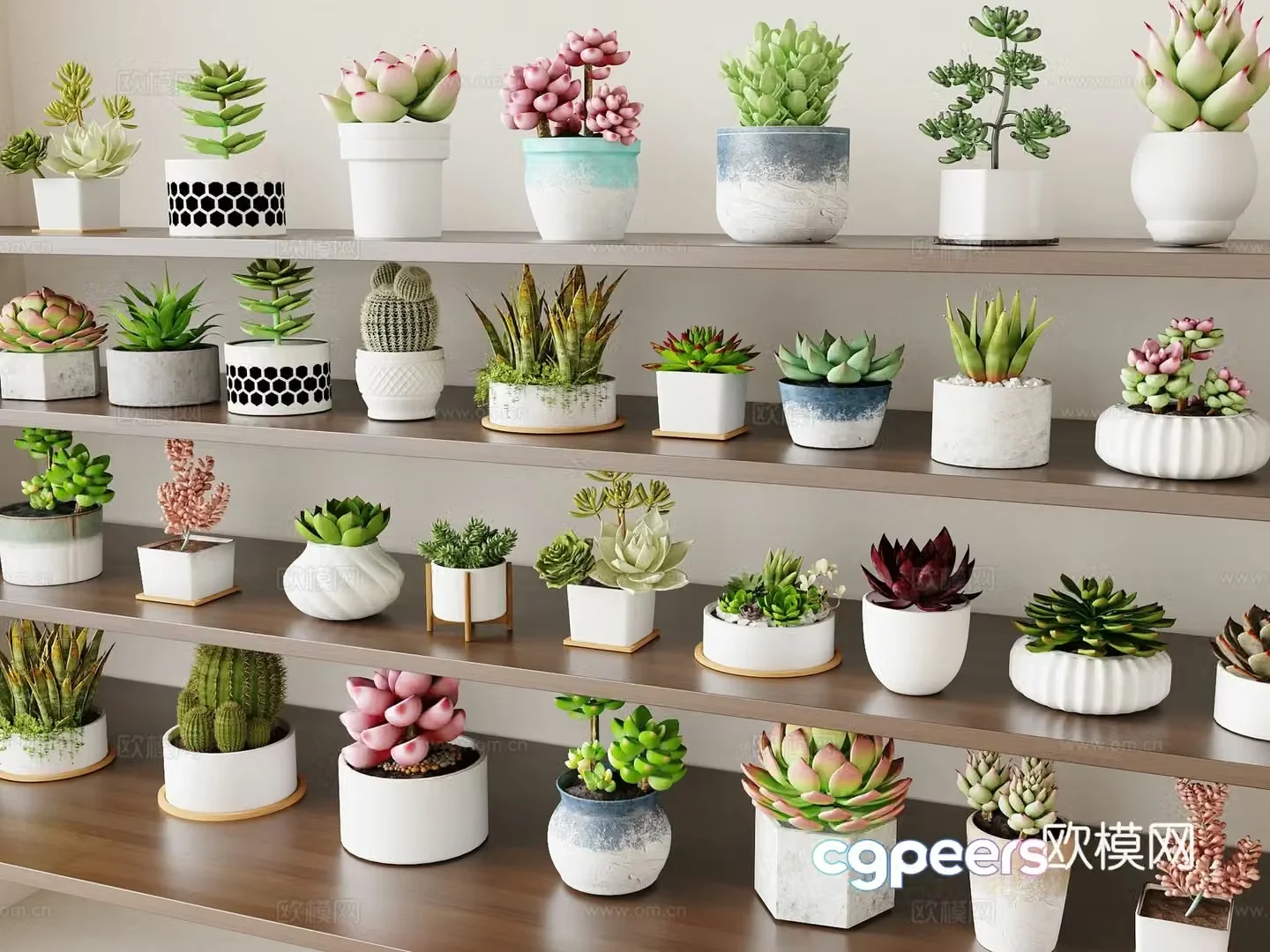 Modern plant potted plant succulent potted plant 3D model