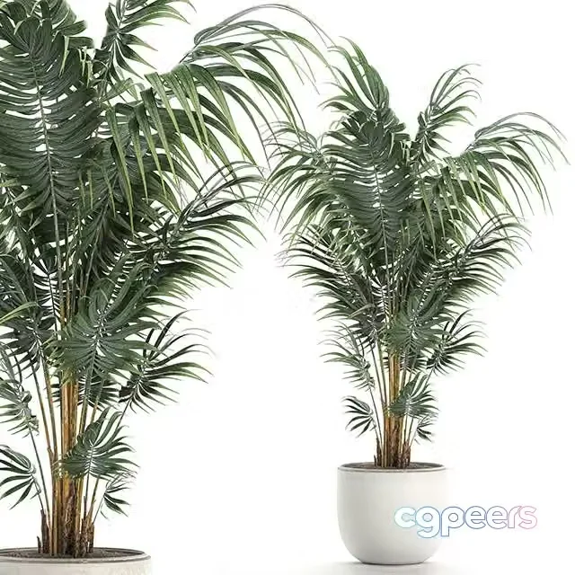 3ds Max Free – Beautiful decorative lush indoor palm tree in a white modern pot with Hovea, kentia, neanta. Set 518