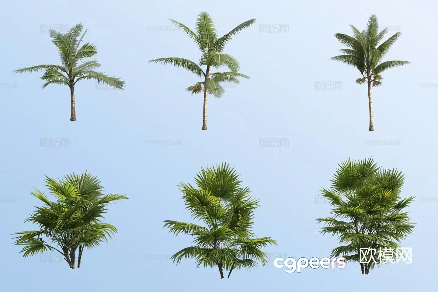 Coconut palm palm palm tropical plant 3D model