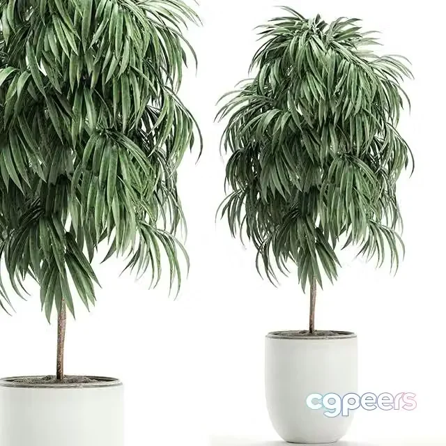 3ds Max Free – Ficus Ali Set 501