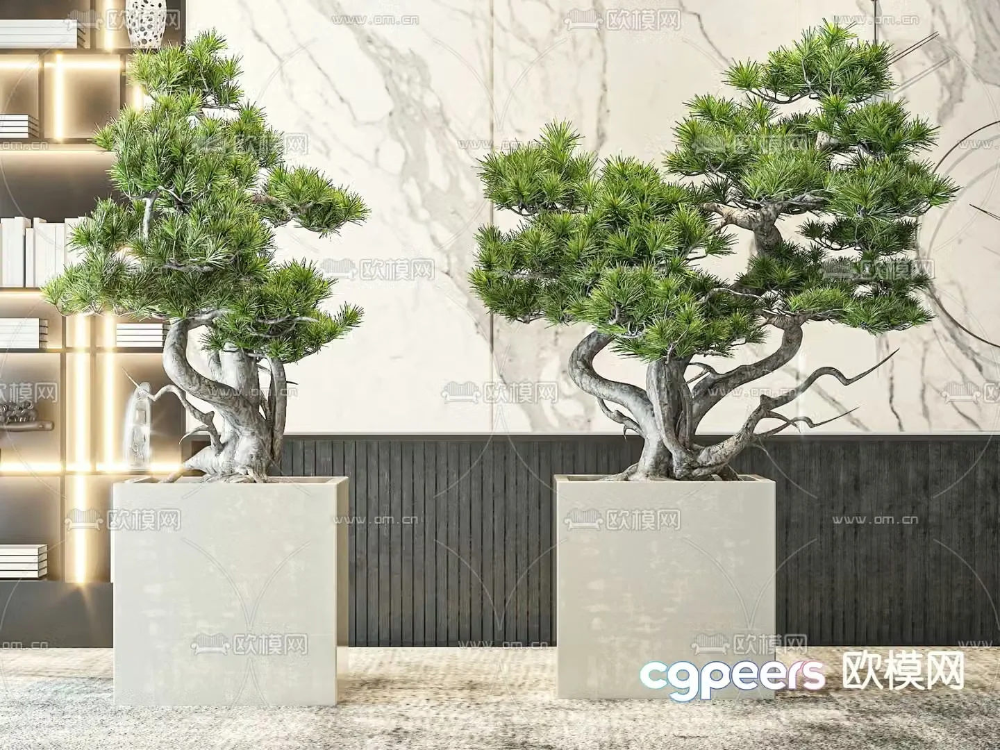 Chinese bonsai pine tree welcoming pine 3D model