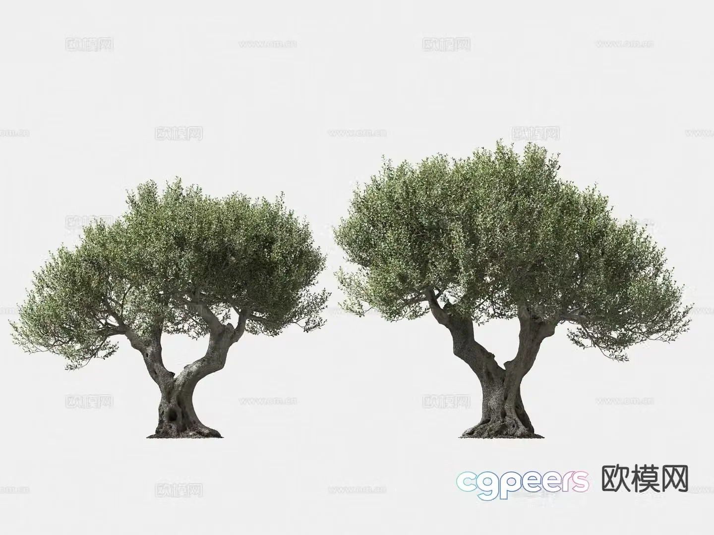 olive tree arbor trees lone tree 3d model