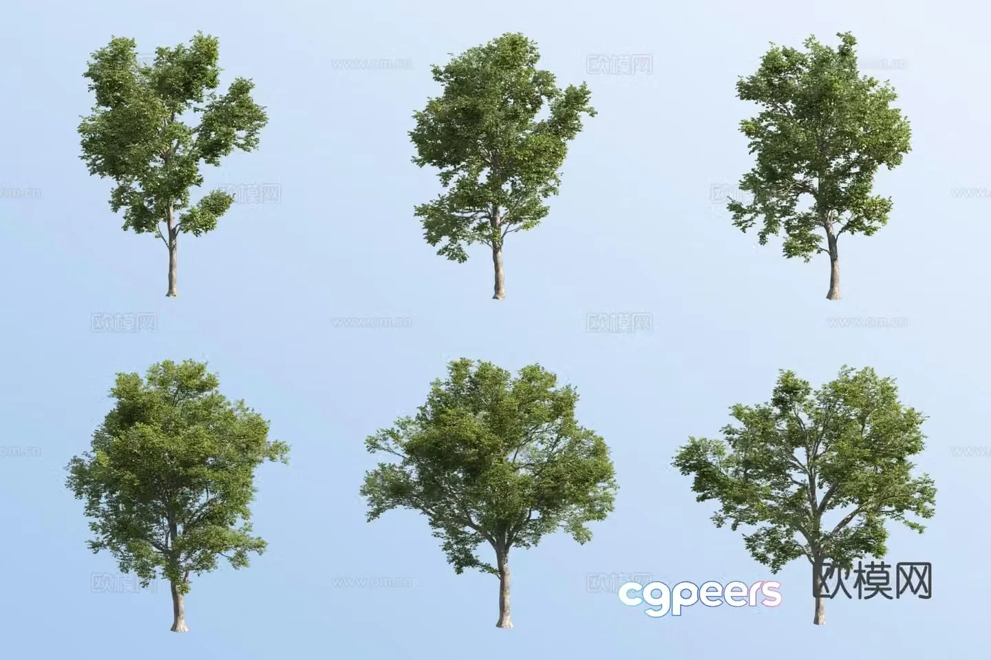 European wild elm 3d model