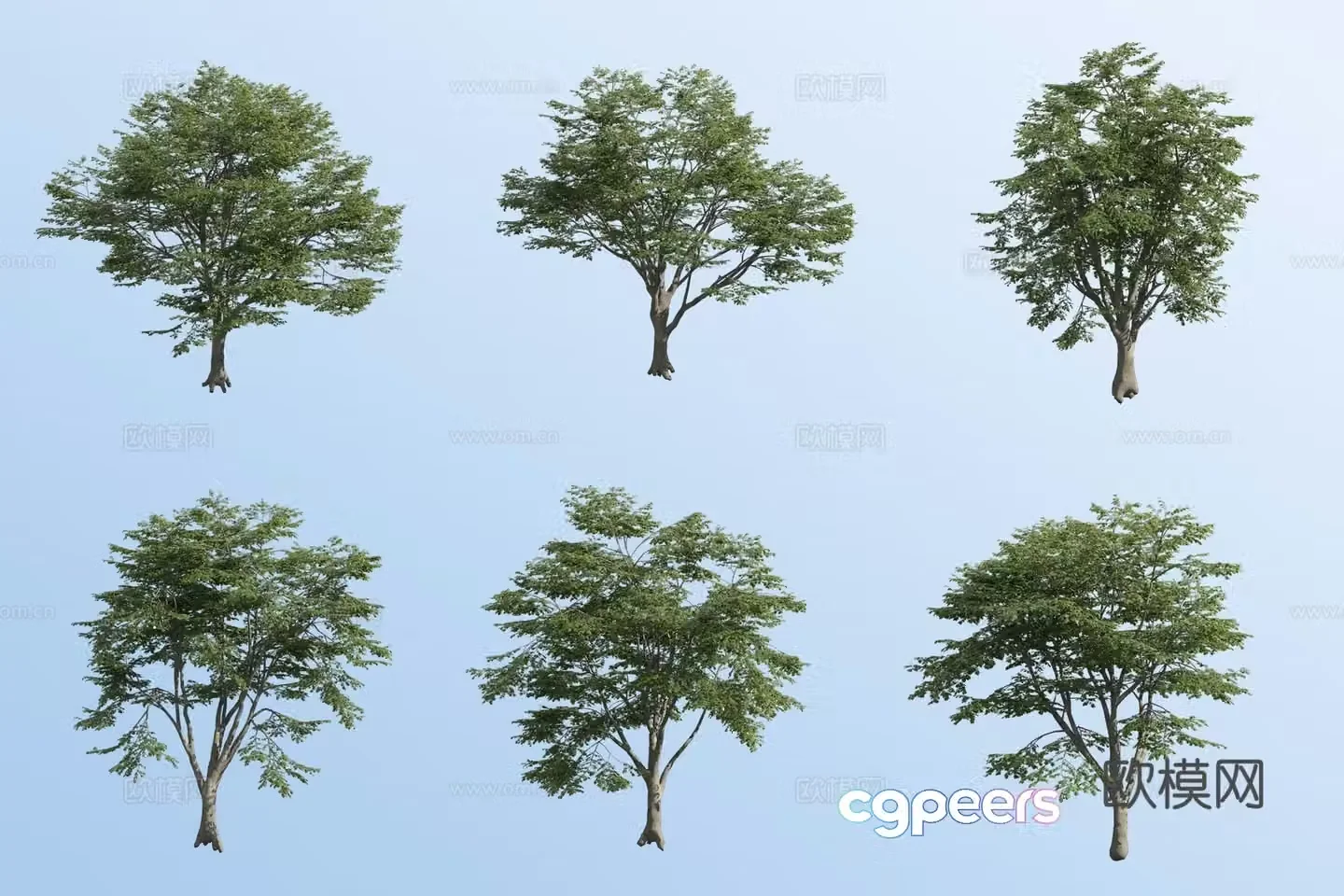 European beech tree 3d model