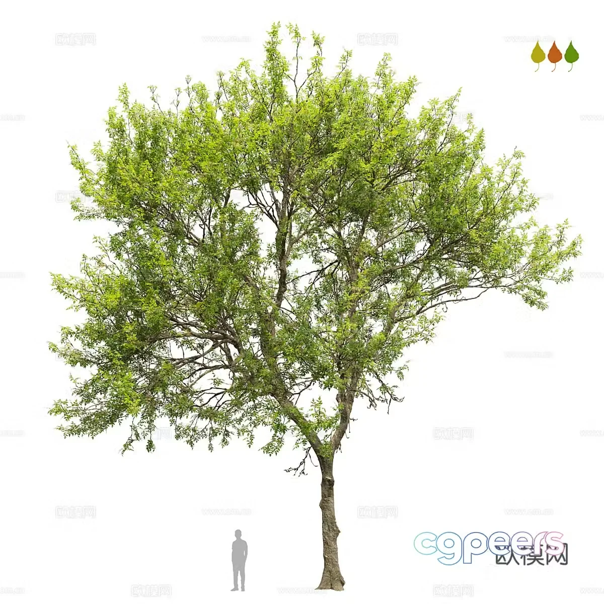 Tree Landscape Tree 3D Model