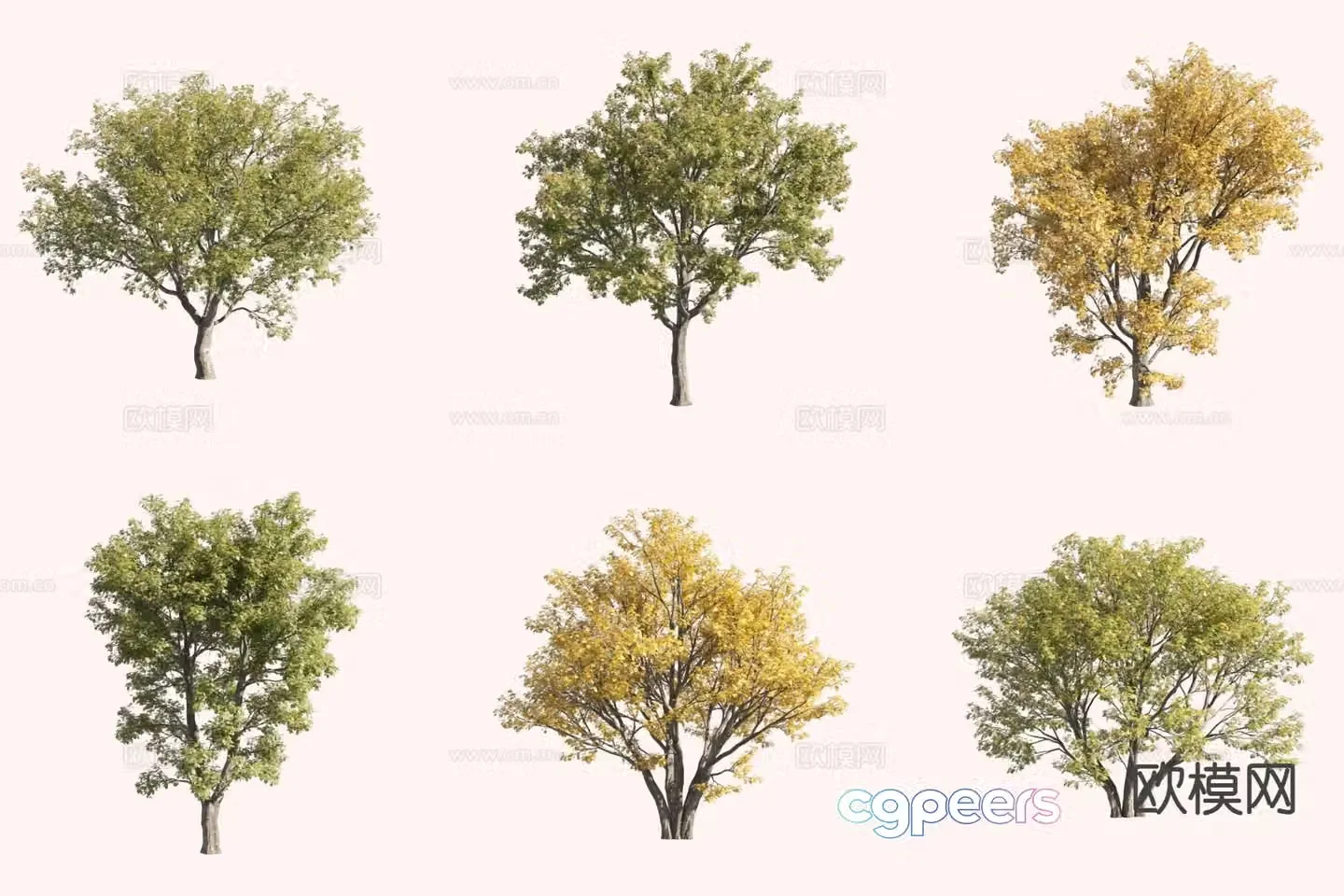 Nordic Rowan European Rowan Landscape Tree 3D Model