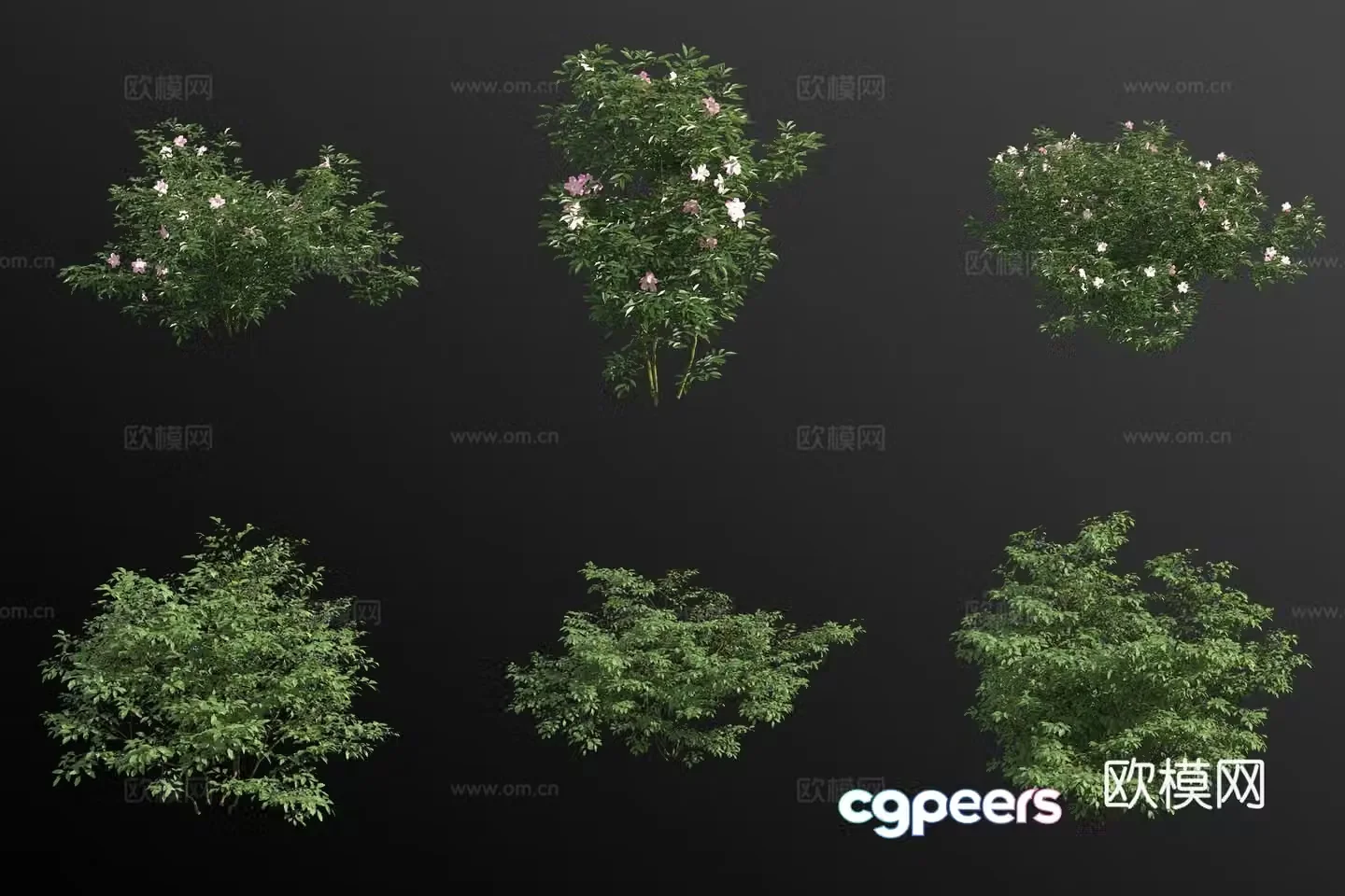 Virginia rose high bush blueberry flower tree shrub 3d model