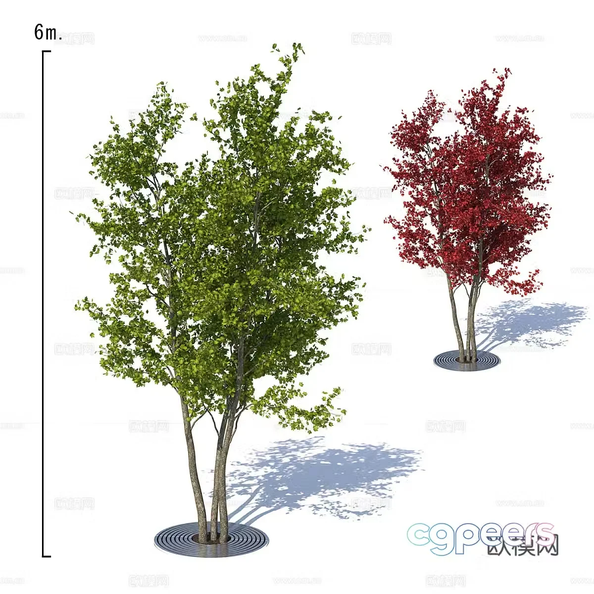 Maple tree 3d model