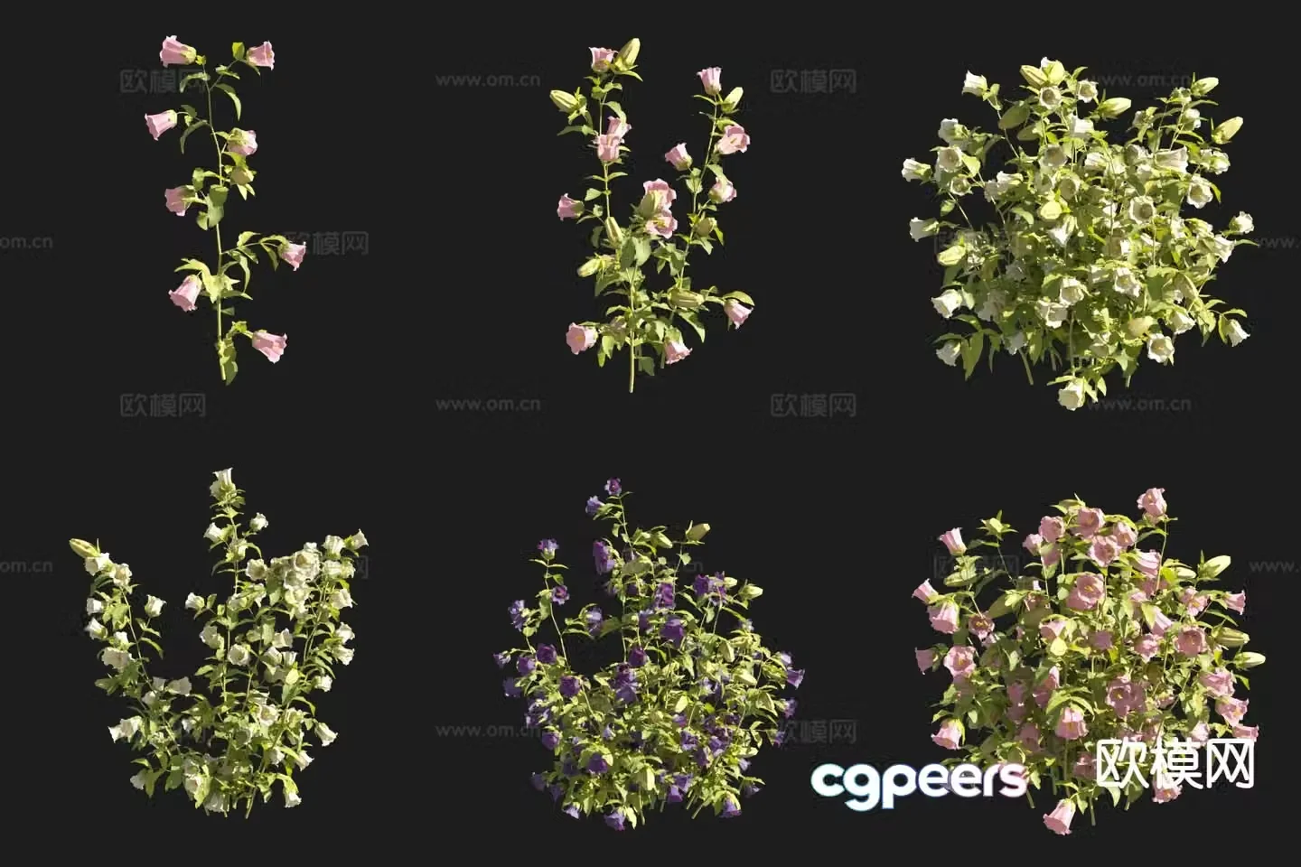 flowers plants bellflower 3d model