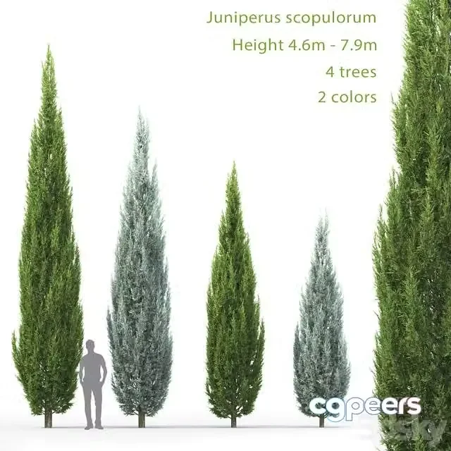3ds Max Free – 4 high rocky juniper in two color options