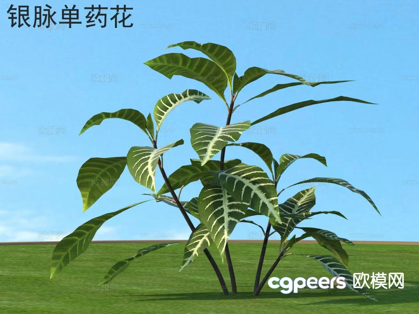 Silver vein single medicinal flowers flowers plants shrubs plants 3D model