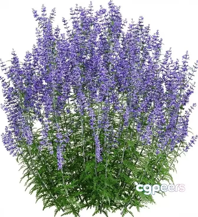 Purple Flowering Plant 3D Model – 17226 – VRAY Render