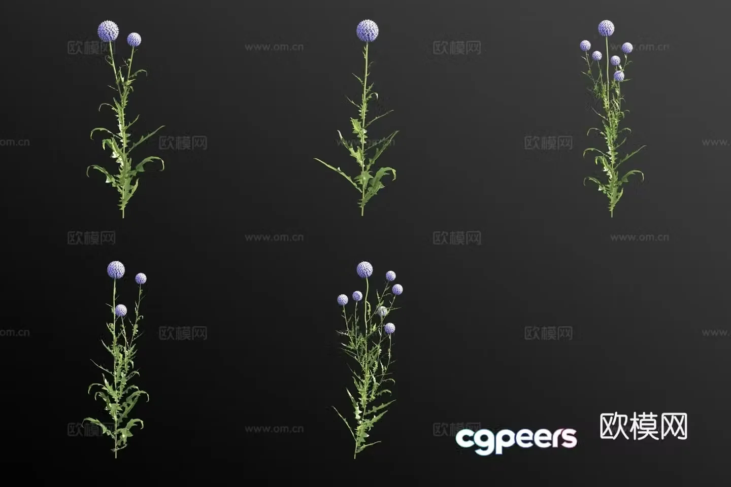 Blue thorn flower 3d model
