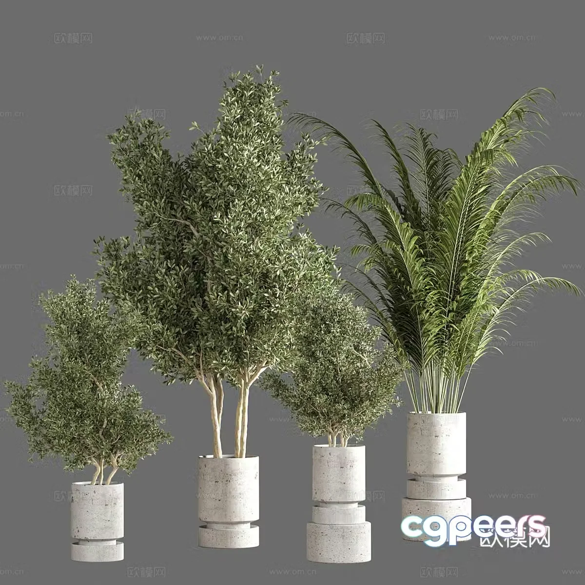 Potted bonsai 3d model