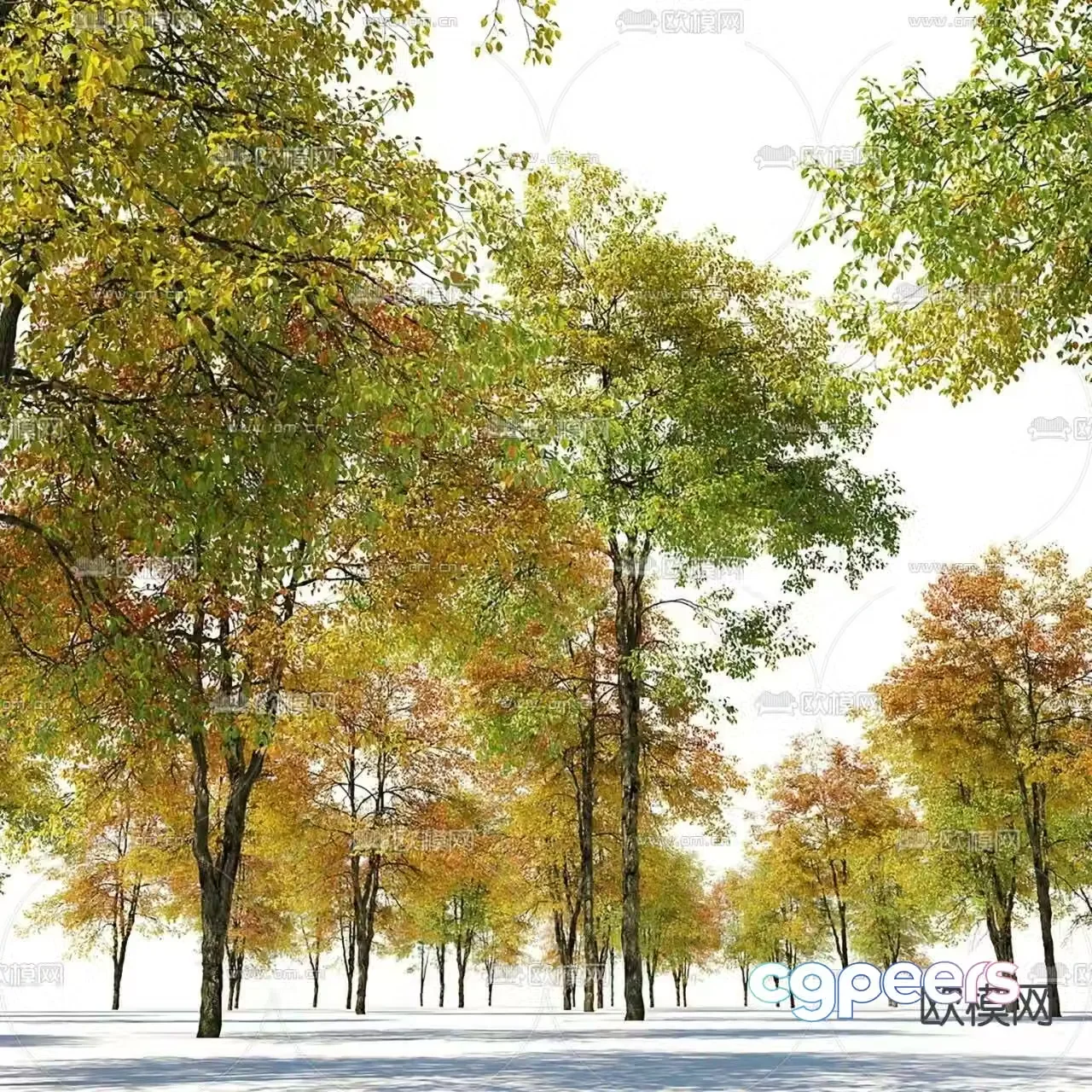 3D model of autumn yellow auricle tree