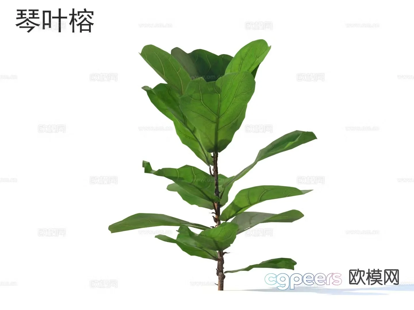 Flying leaf banyan flowers plants and shrubs plants 3D model
