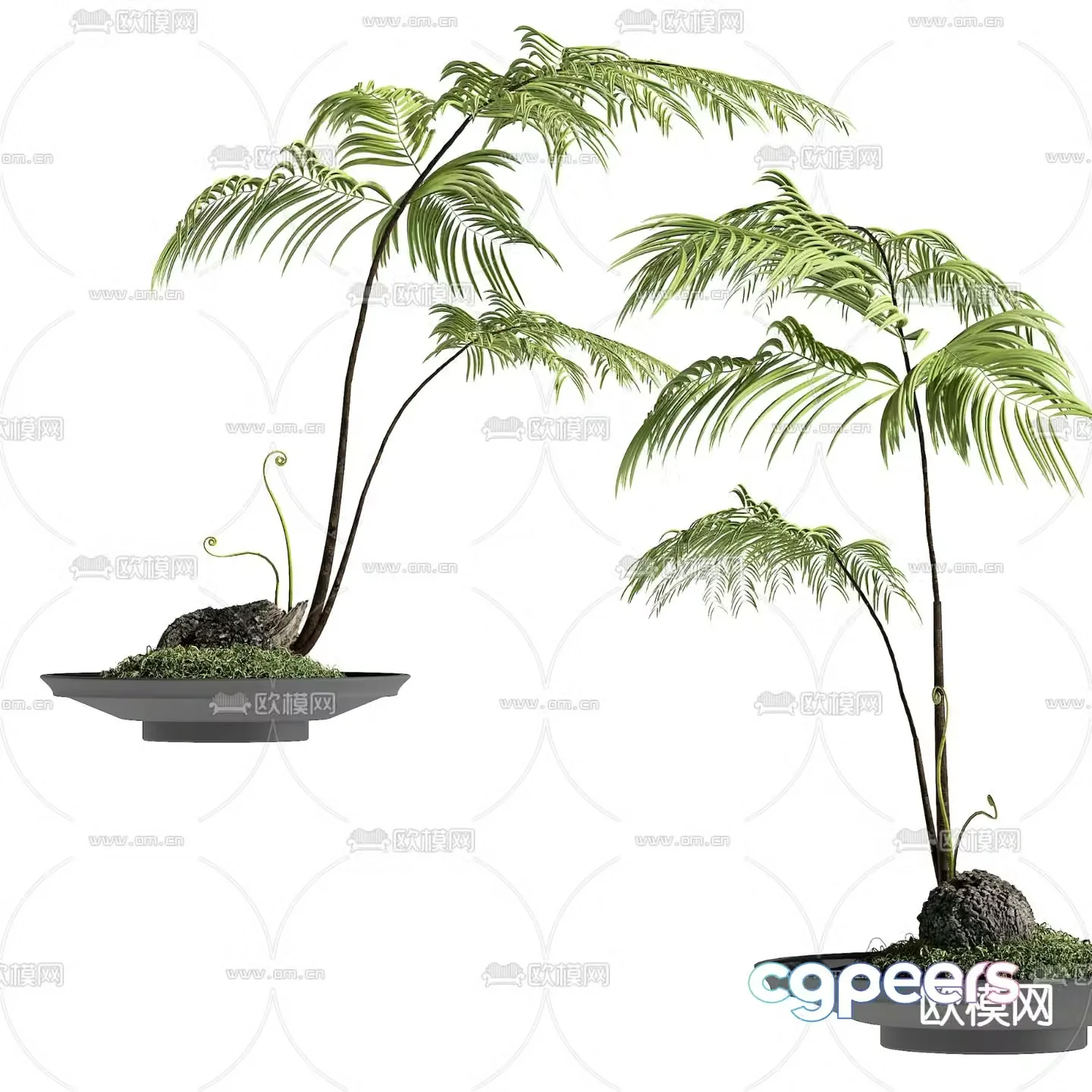 Green plants Potted plants Bonsai 3D model