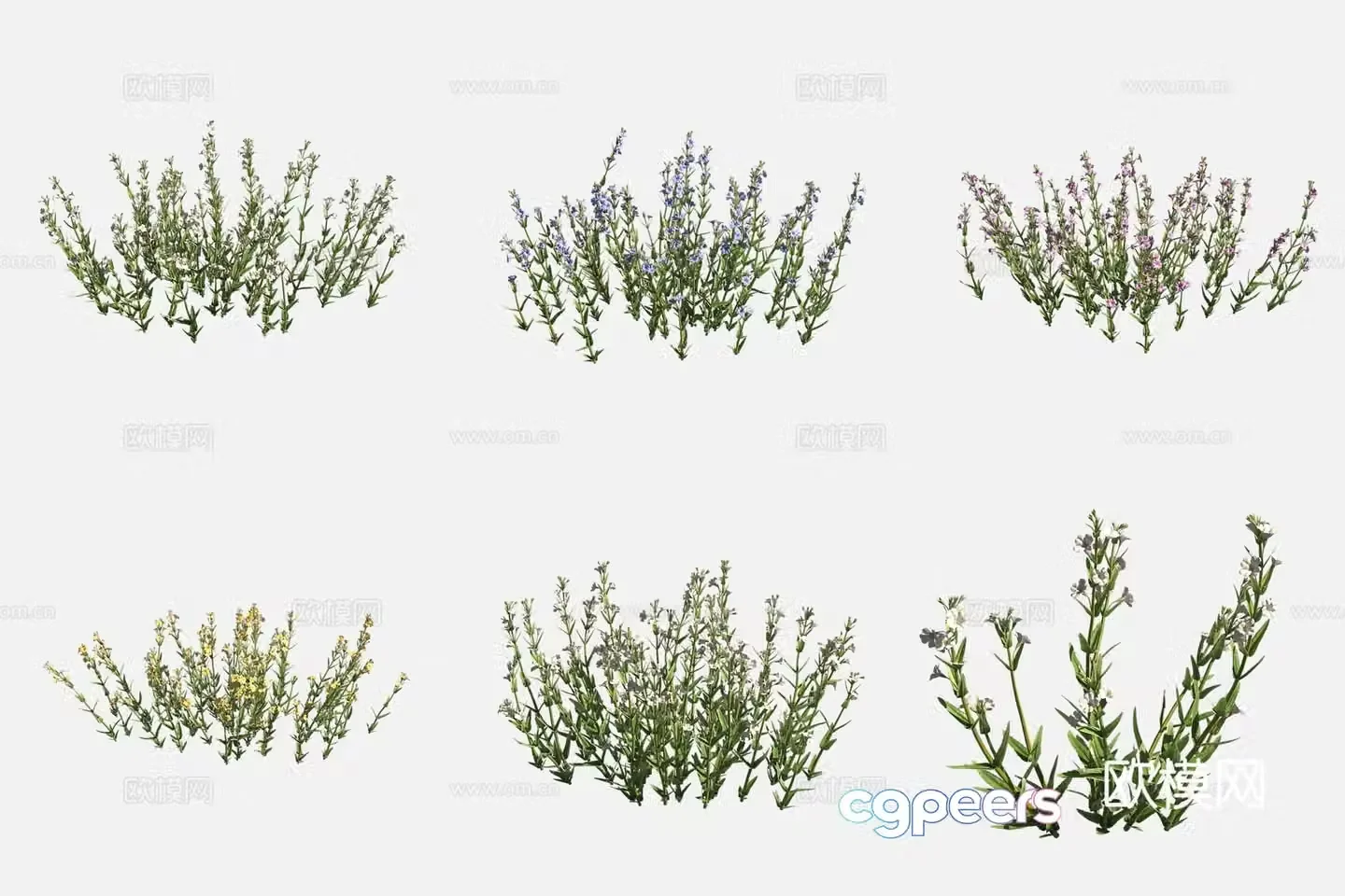 3D model of slim groove sour flowers and plants