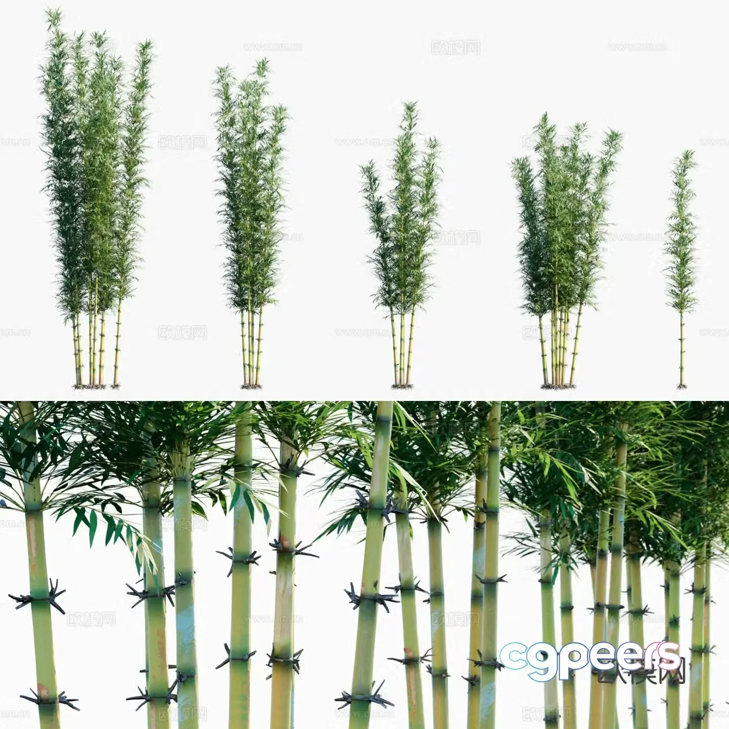 Bamboo Bamboo Zhusgui Bamboo 3d model