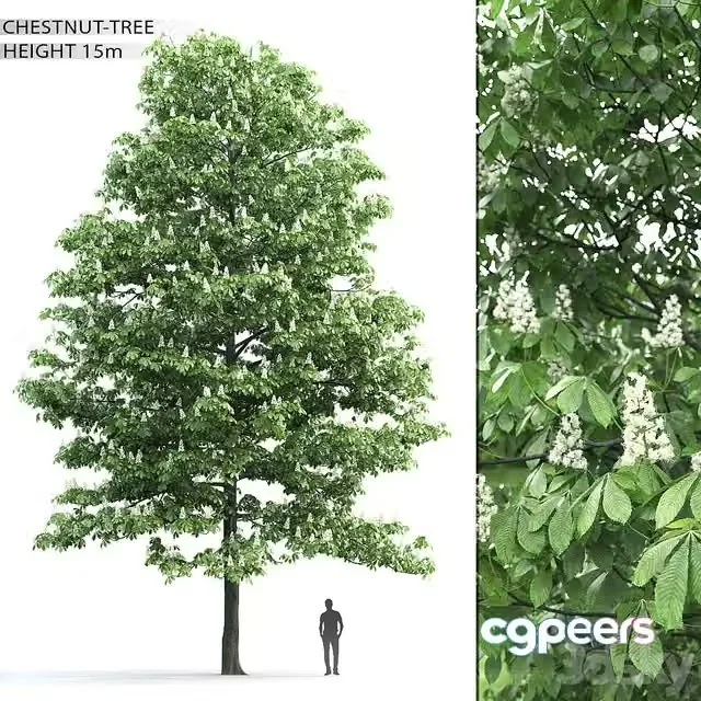3ds Max Free – Chestnut Height15 m