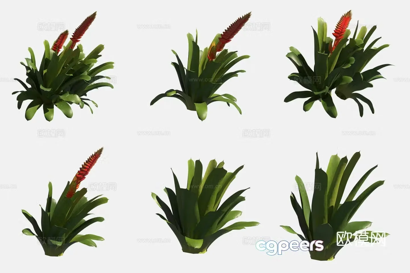 Yingge pineapple flower and grass green plant 3d model