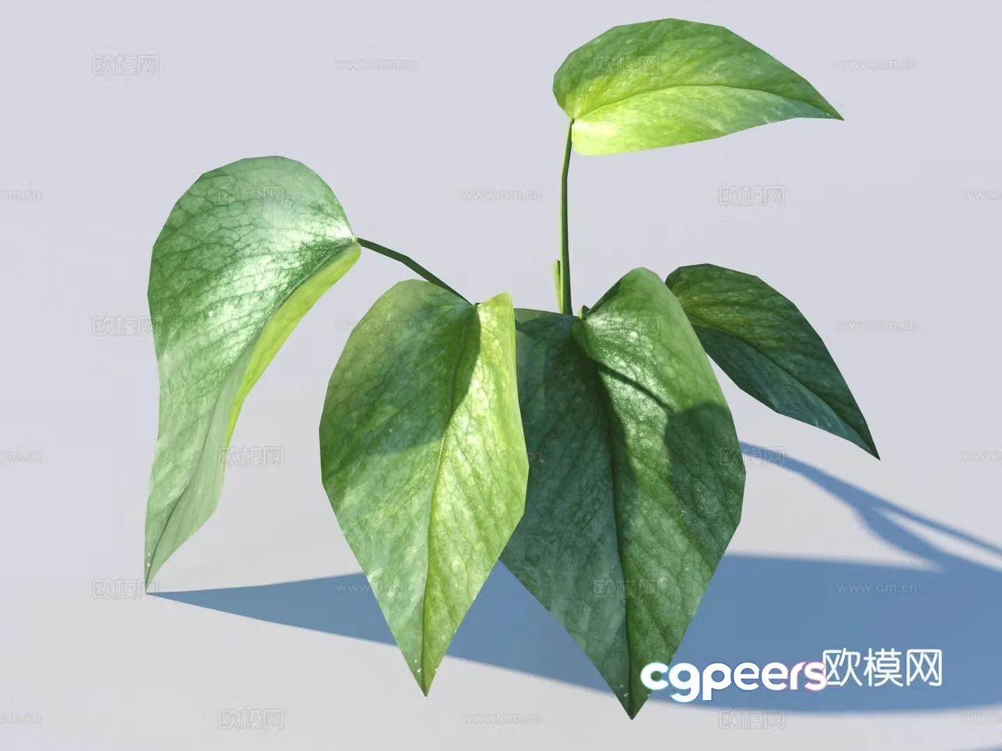 Vegetables and leaves leaves leaves 3D model