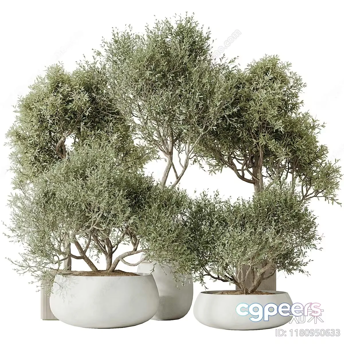 Potted Trees 3D Model – 3949 – CORONA Render