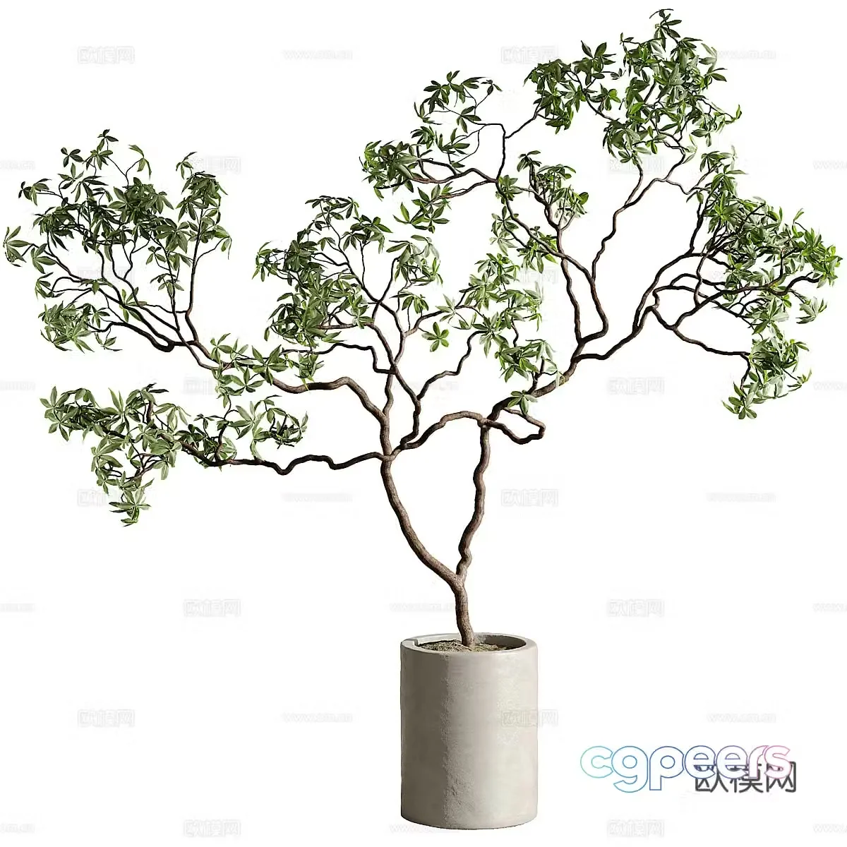 New Chinese style Wasabi fig potted 3D model