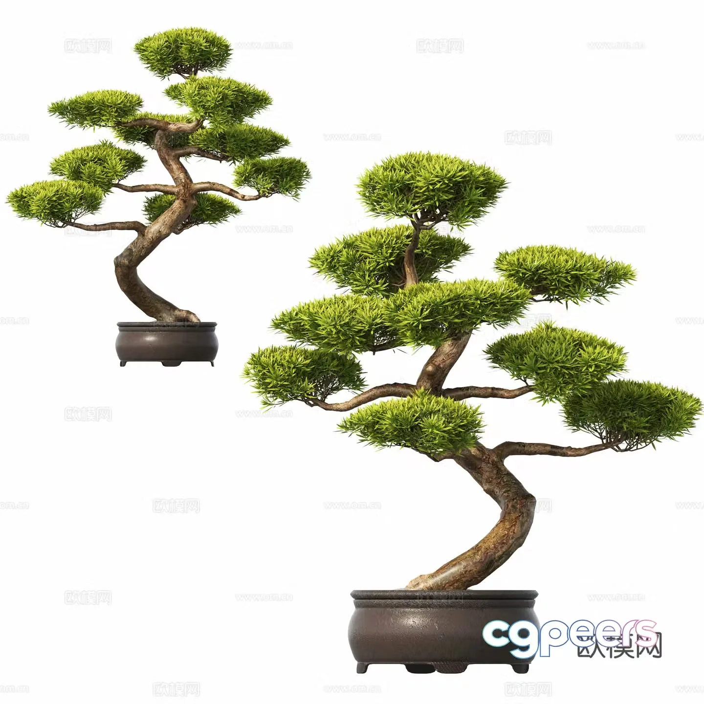 New Chinese potted plants pine bonsai 3d model