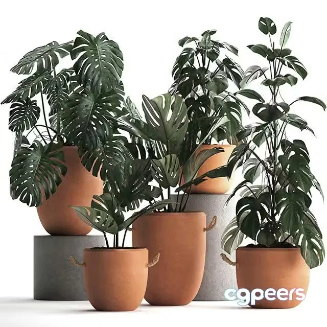 3ds Max Free – Collection of small bushes of plants in clay pots with handles with Monstera flower, clinker. Set 423
