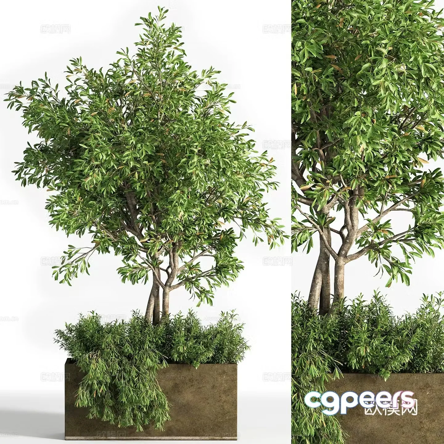 Green plant bonsai 3d model