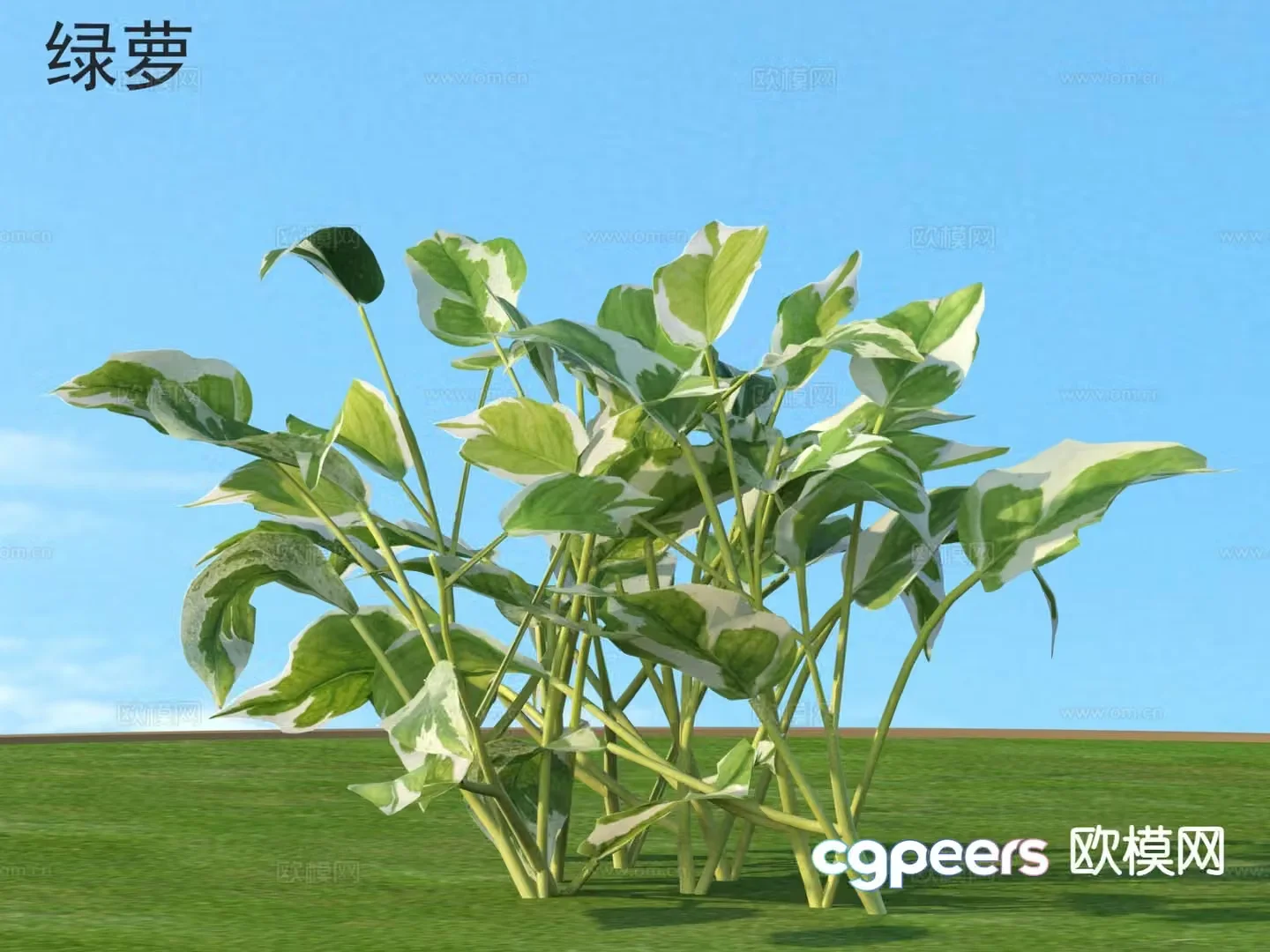 Green ivy flowers plants and shrubs plants 3D model