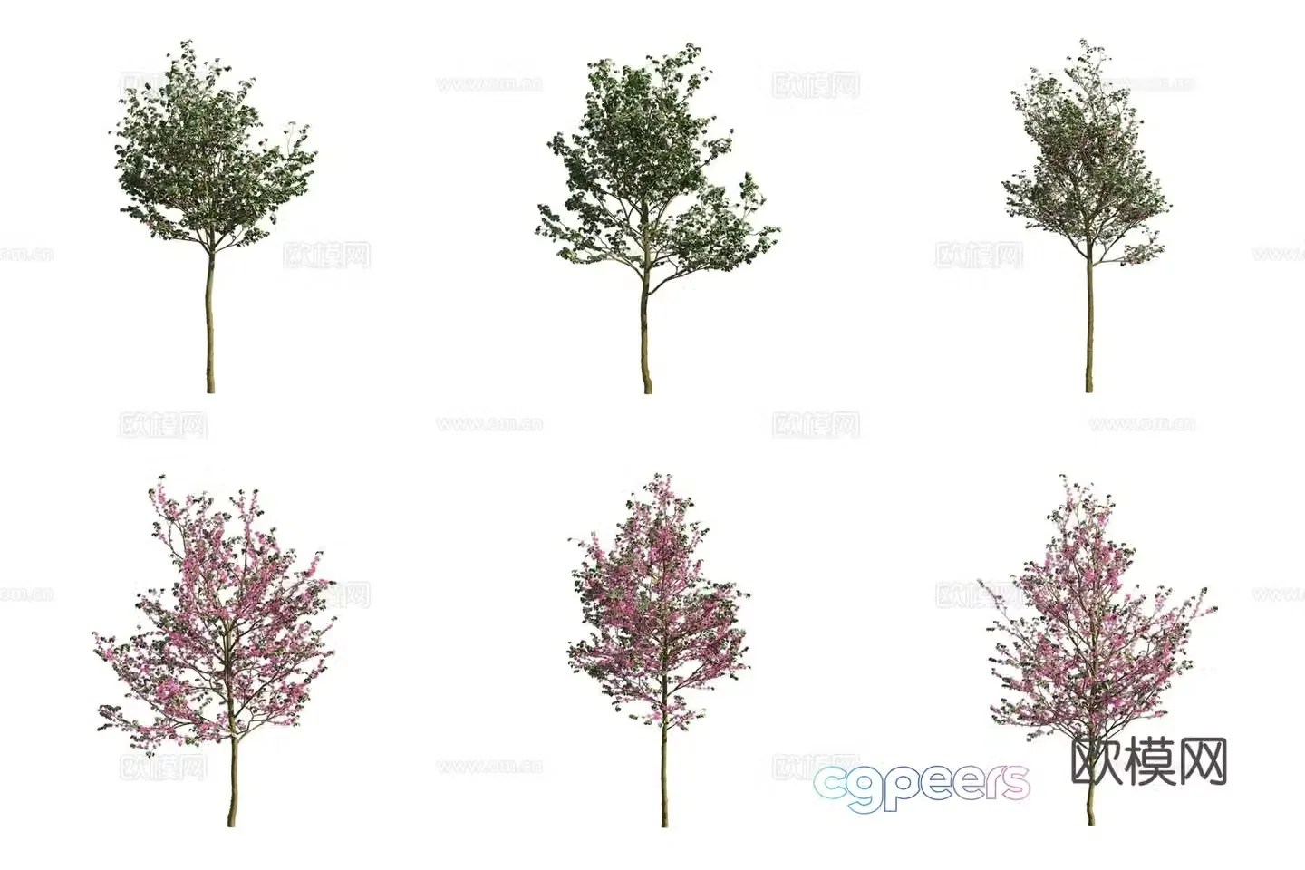 Southern European redbud tree landscape tree 3d model
